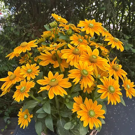 Apartamento De Korenbloem *