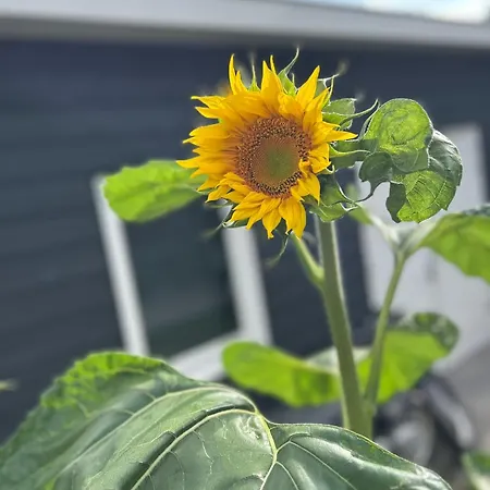 De Korenbloem 아파트 바르네벨트