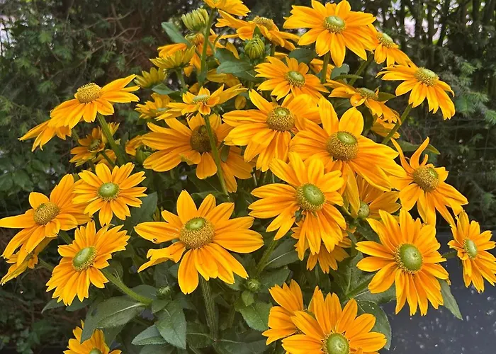 Appartement De Korenbloem *