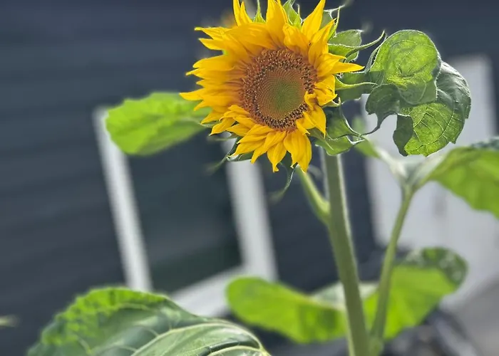 De Korenbloem Appartement Barneveld