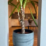 De Korenbloem