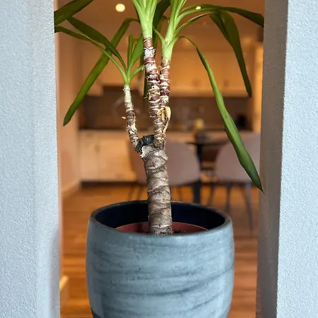 De Korenbloem